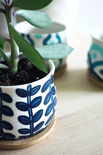 Succulents & Planters Paint & Sip at Paradise Hills Vineyards in Wallingford CT | 8.28.25 | 6-8 PM