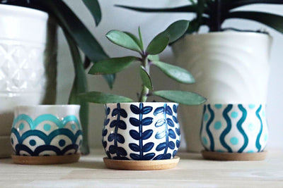 Succulents & Planters Paint & Sip at Paradise Hills Vineyards in Wallingford CT | 8.28.25 | 6-8 PM